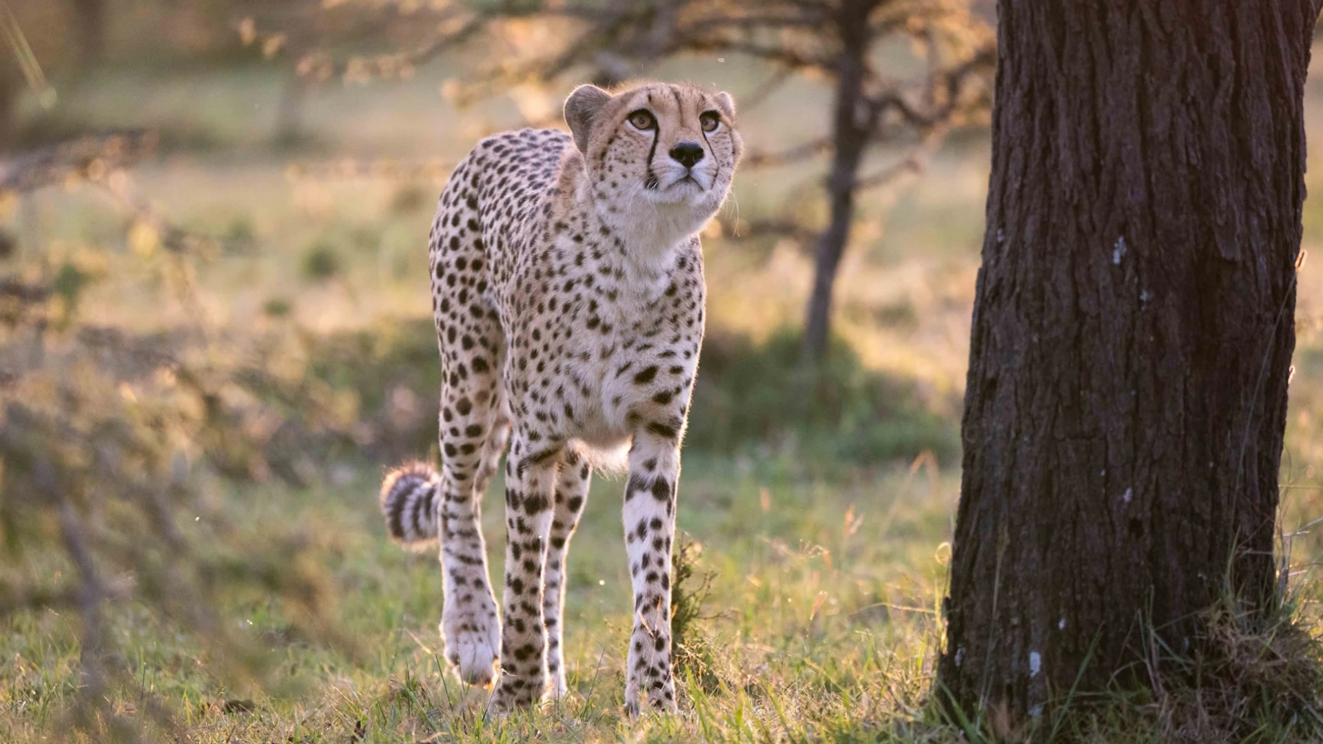 Masai Mara Wildlife Safari