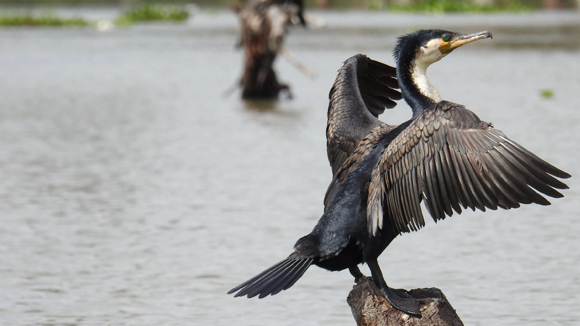 Lake Naivasha Birdlife