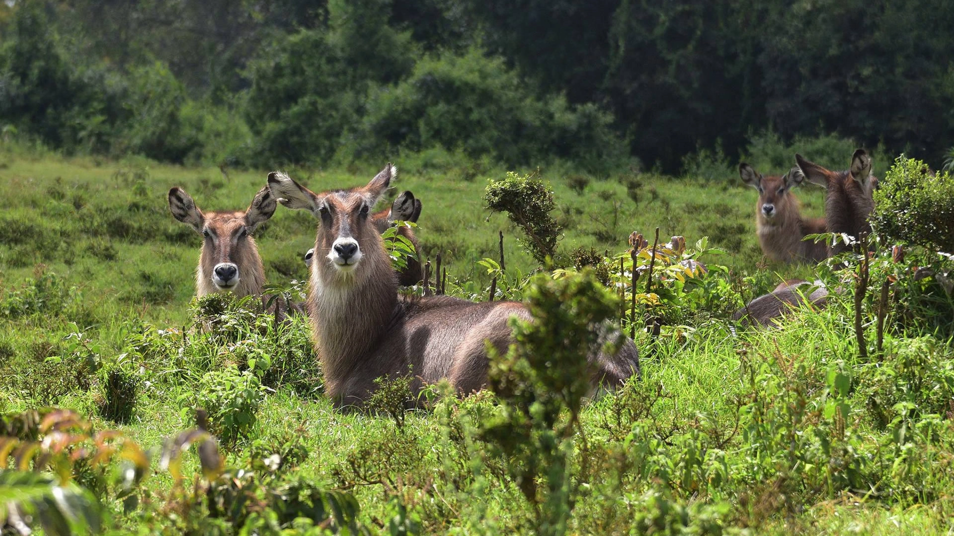 Aberdare National Park Wildlife