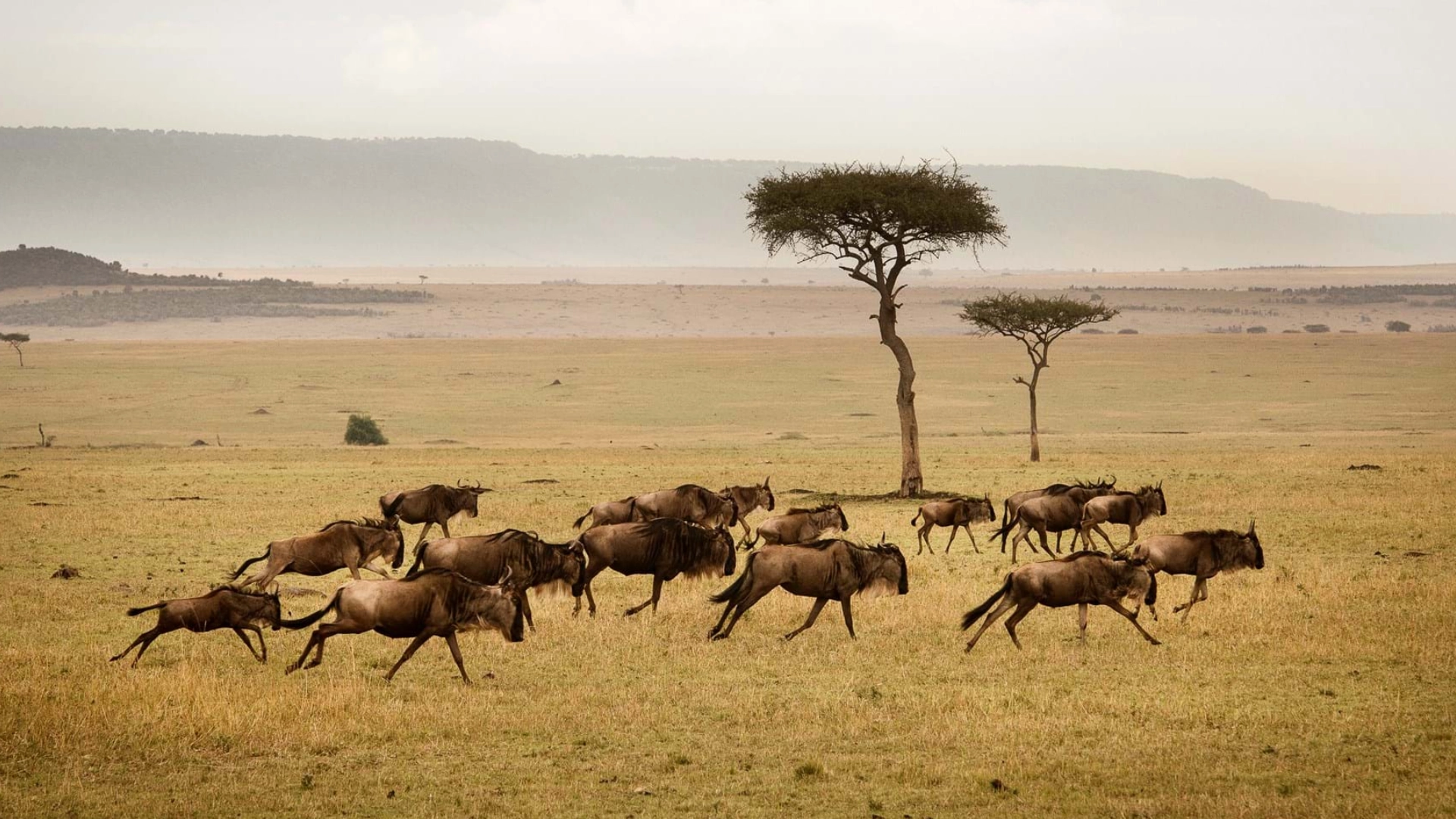 Mid Range Tanzania Adventure Safari
