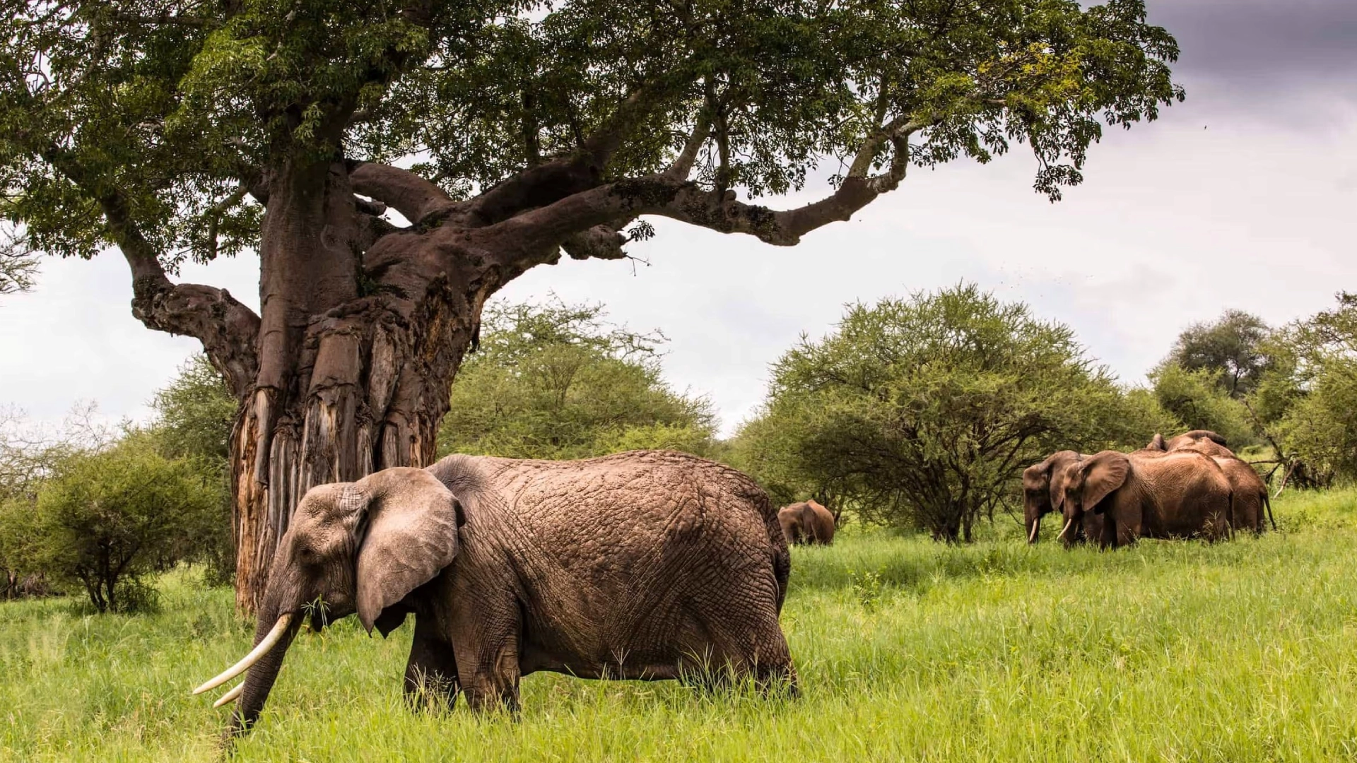 Tarangire National Park Wildlife