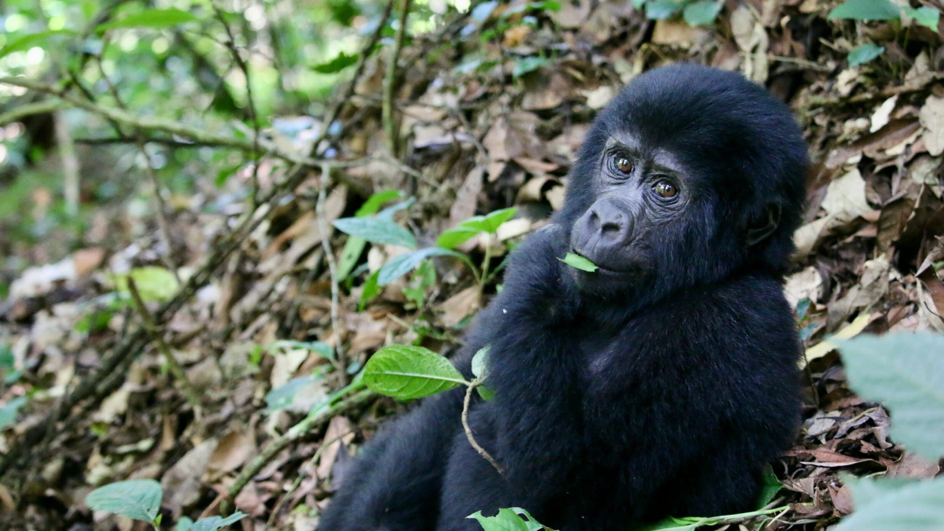 Gorilla Trekking Rwanda