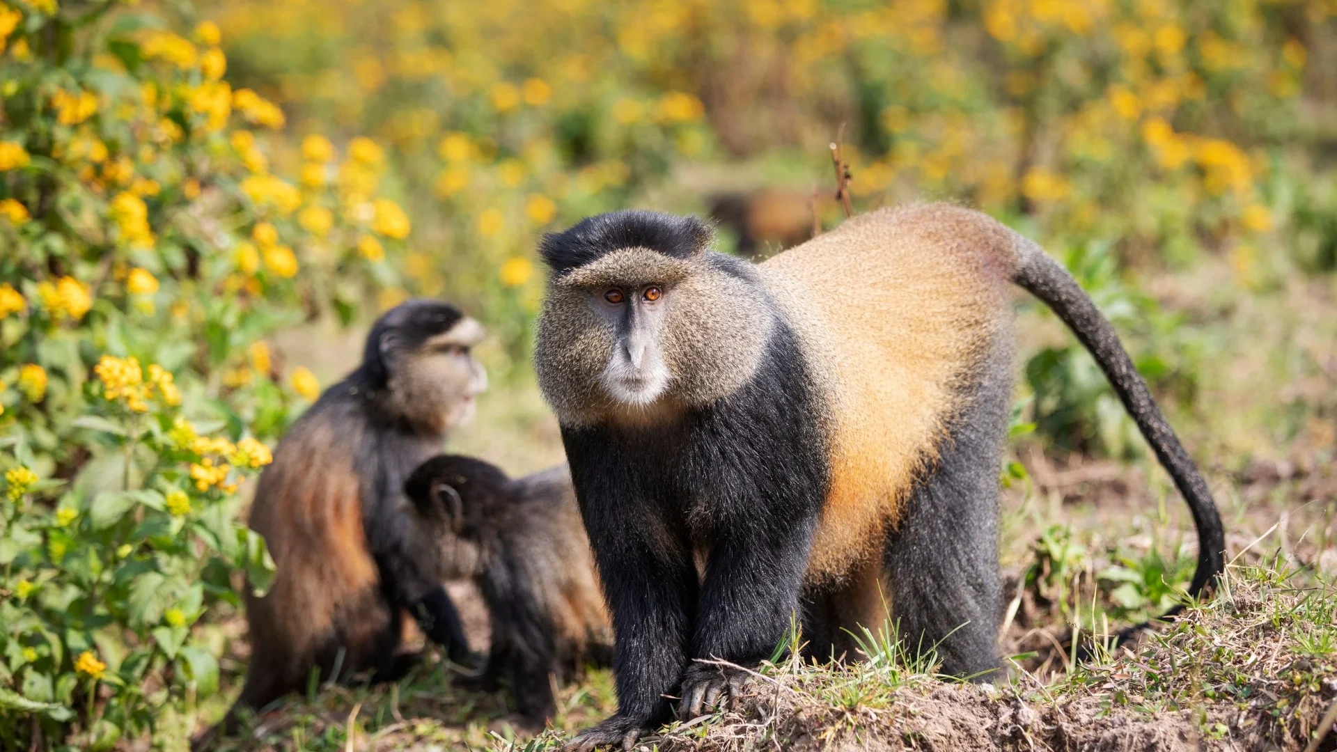Golden Monkey Trekking