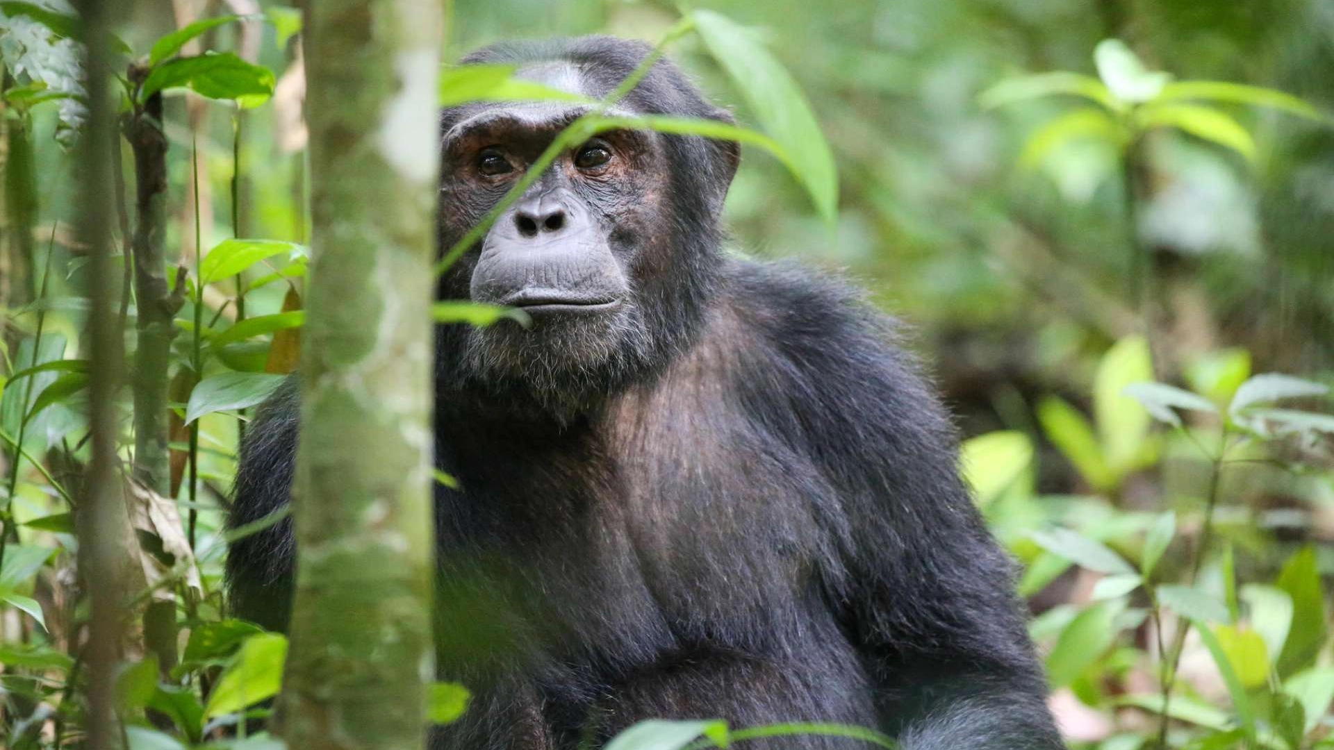 Chimpanzee in Kibale