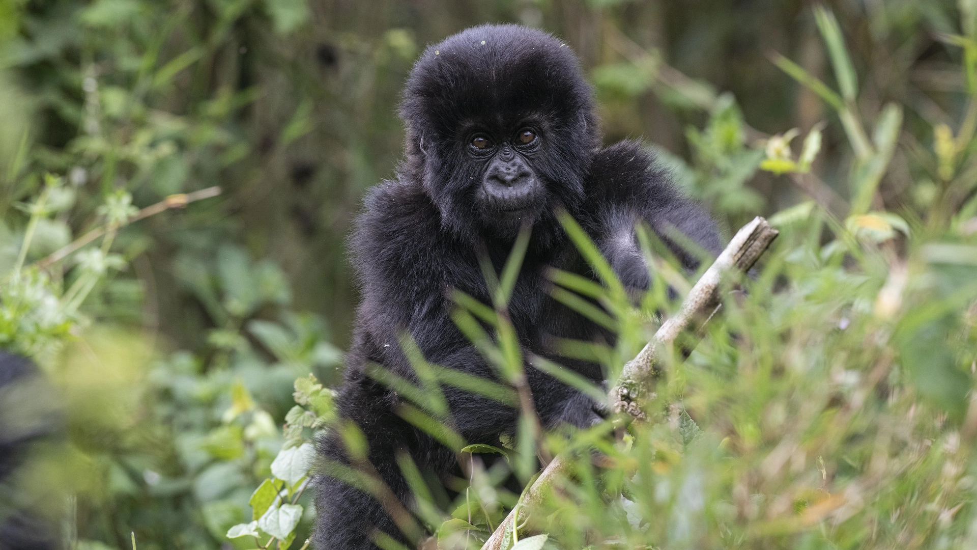 Gorilla Trekking Bwindi