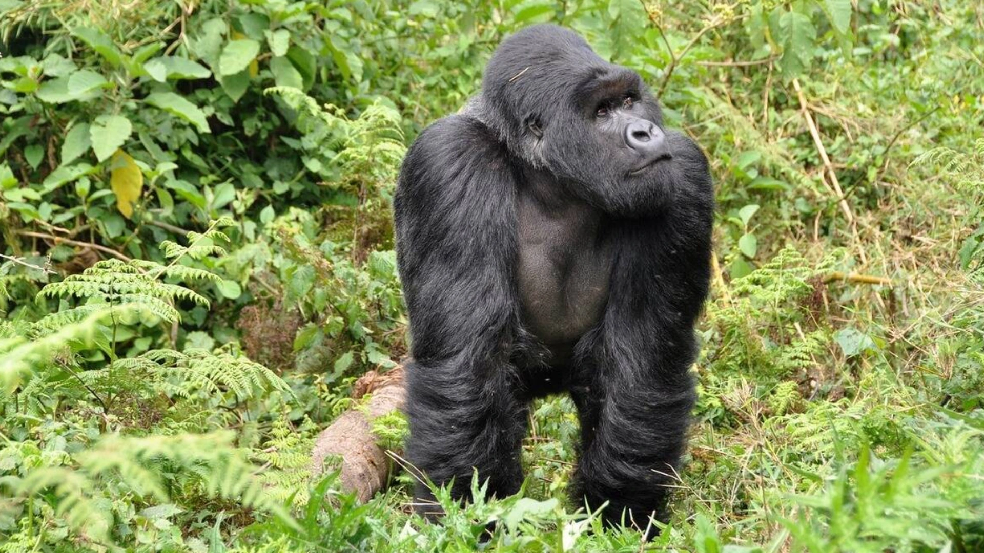 Ultimate Multi Country Safari