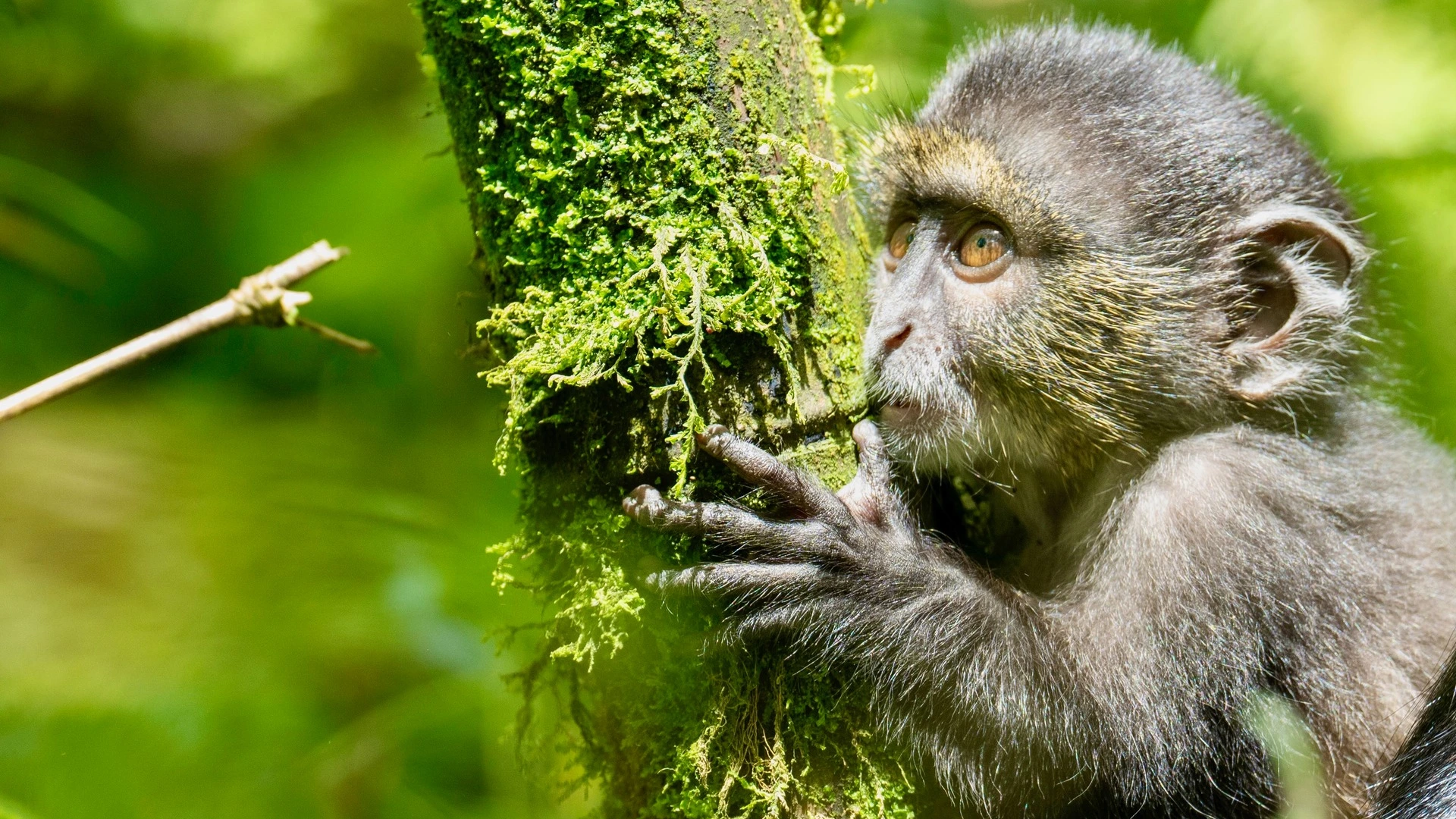 Golden Monkey Trekking