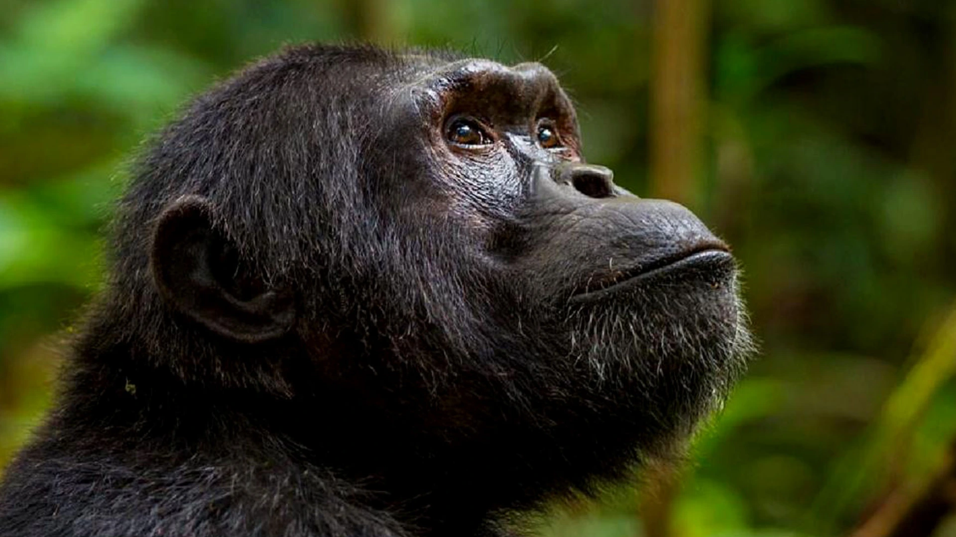 Gorilla Trekking Rwanda