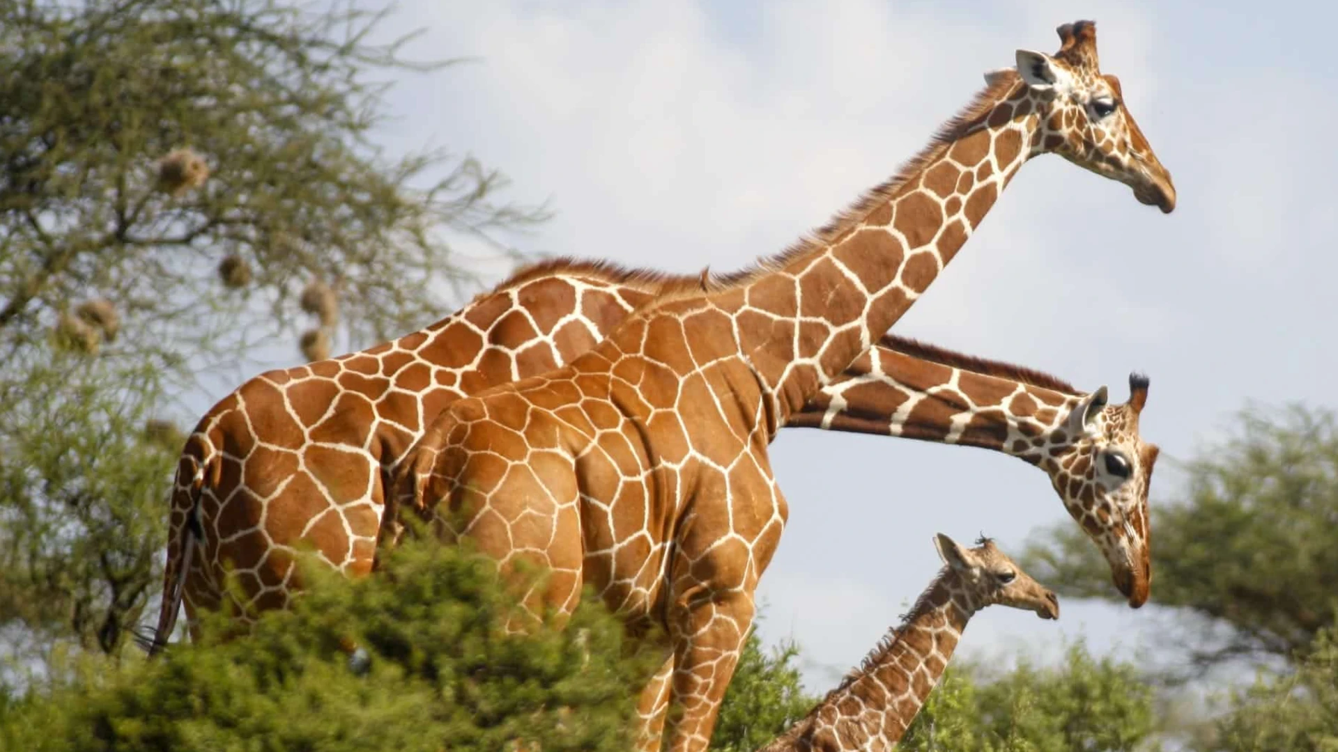 Samburu Wildlife Safari