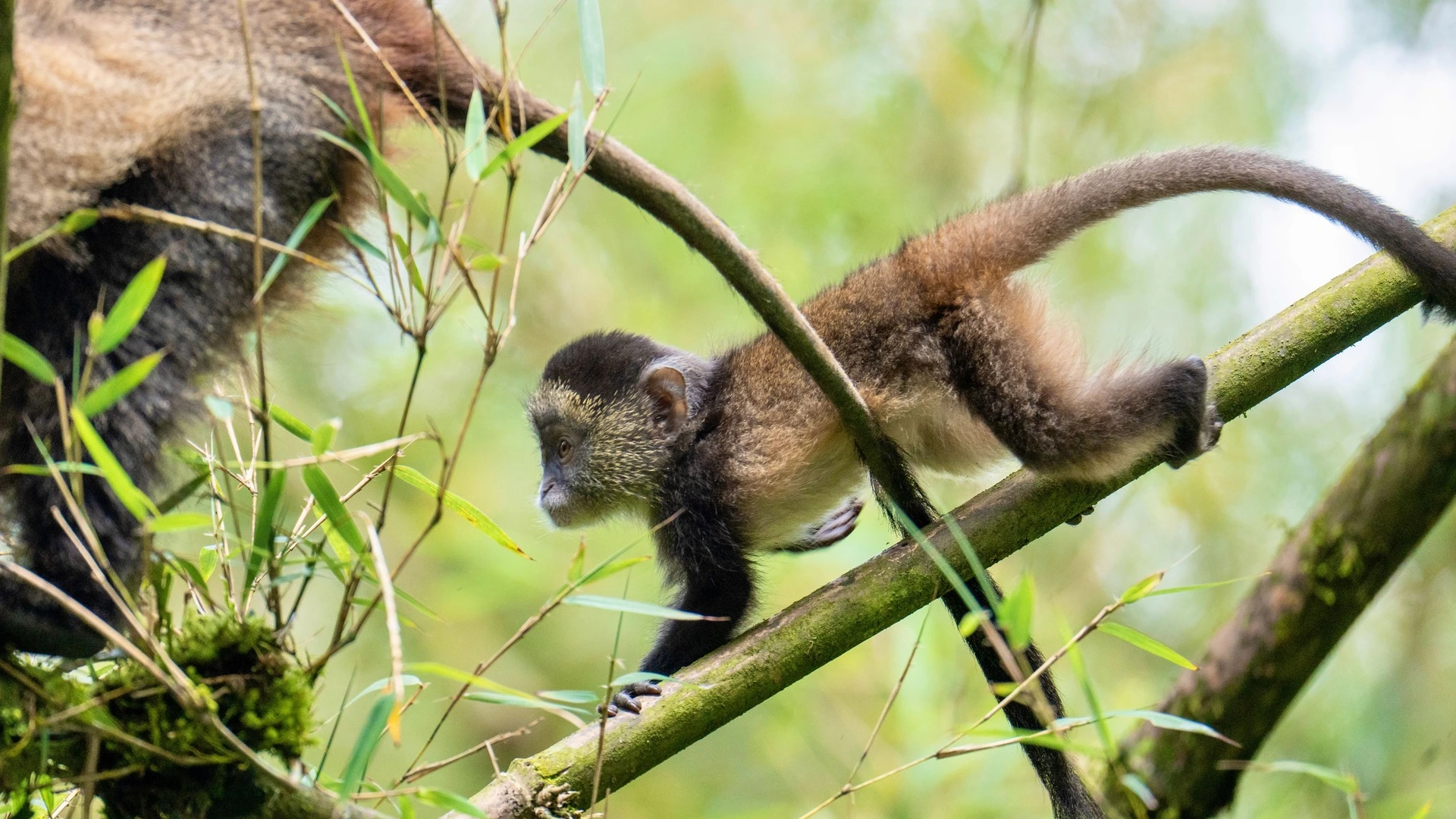 Primate Luxury Expedition