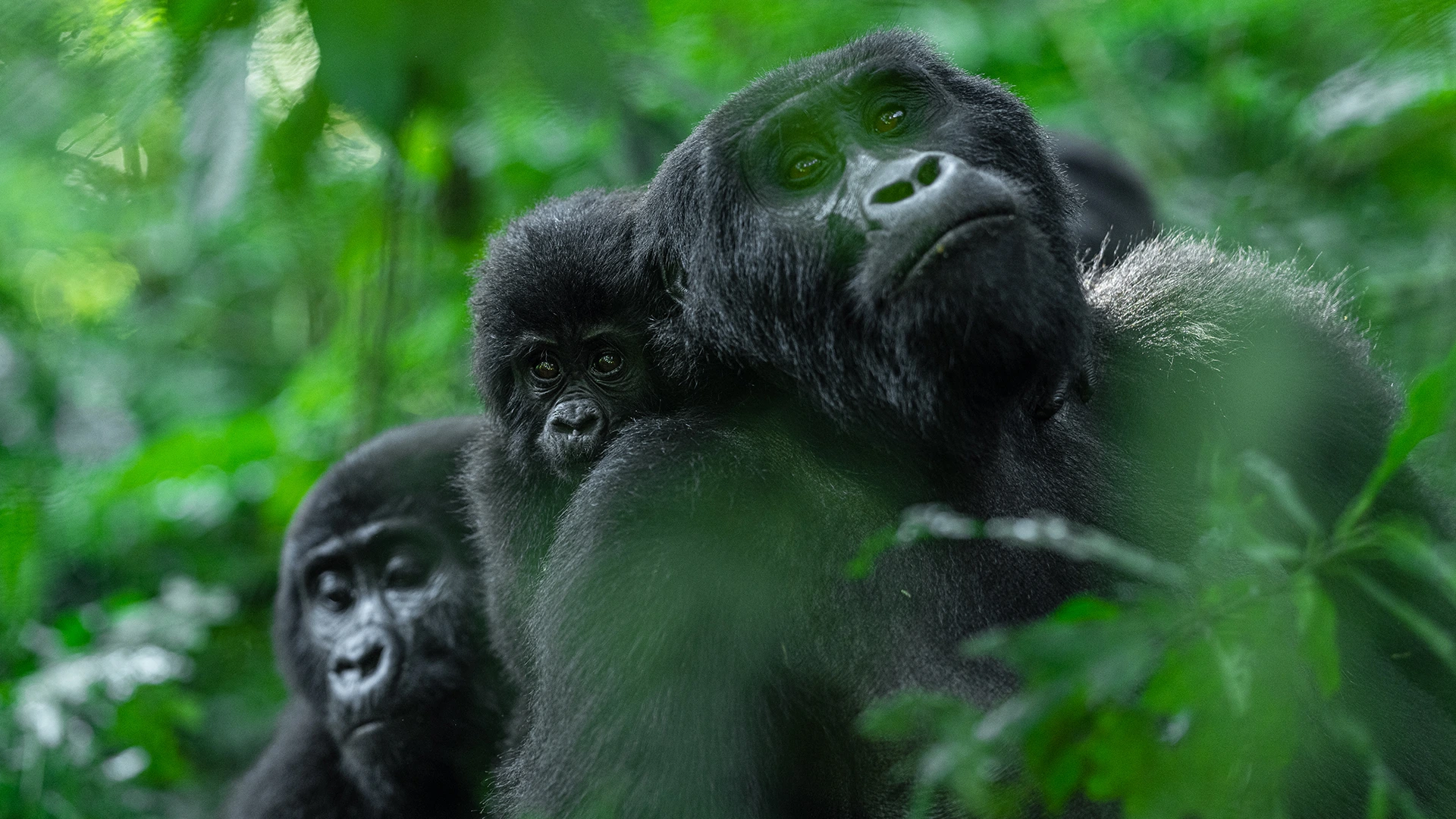 Gorilla Trekking Rwanda