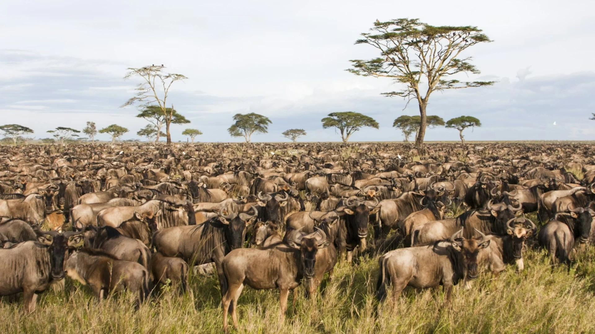 Serengeti Wildebeest Migration