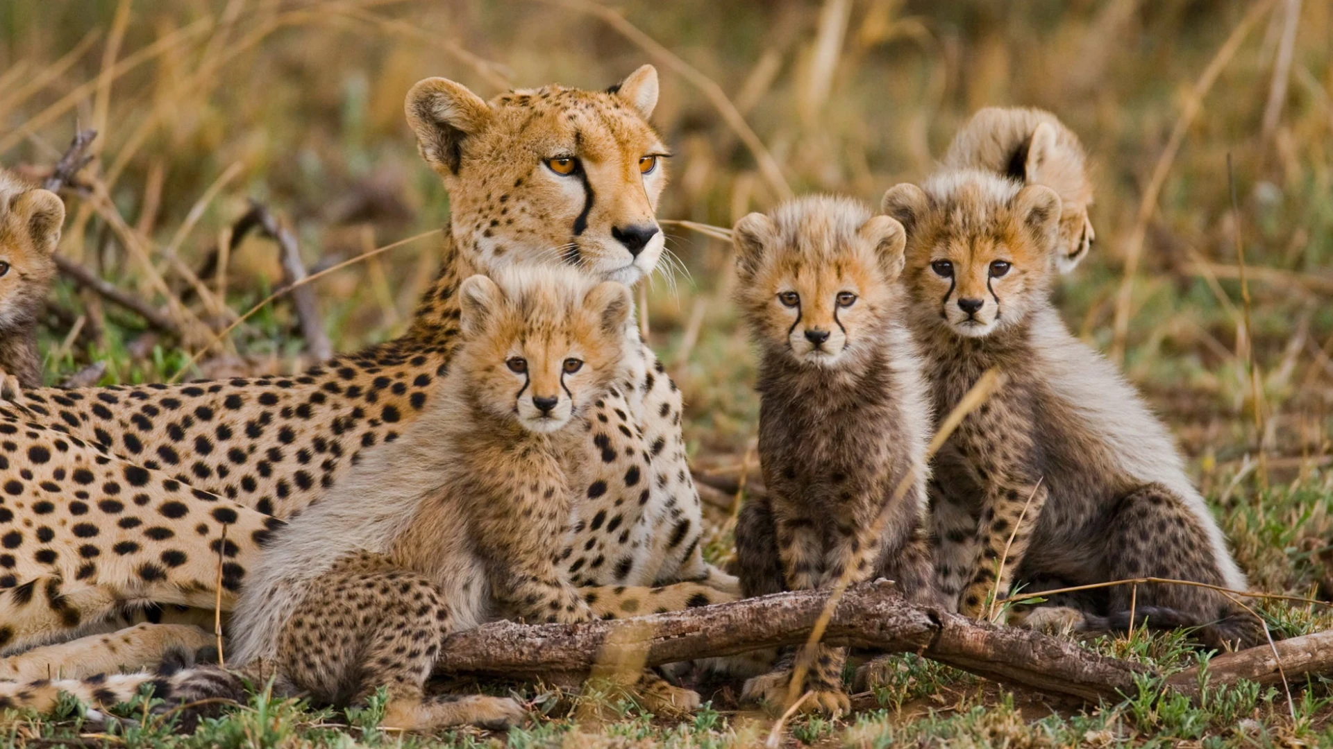 Tanzania Wildlife Safari