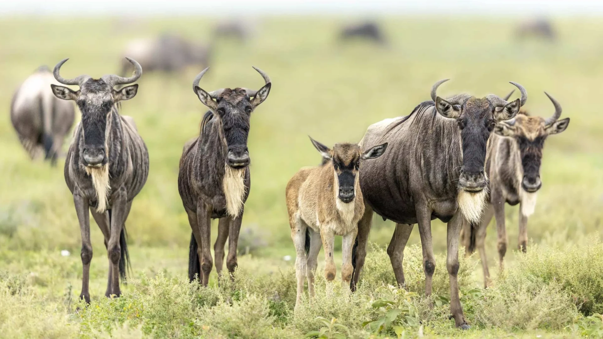 Tanzania Wildlife Safari