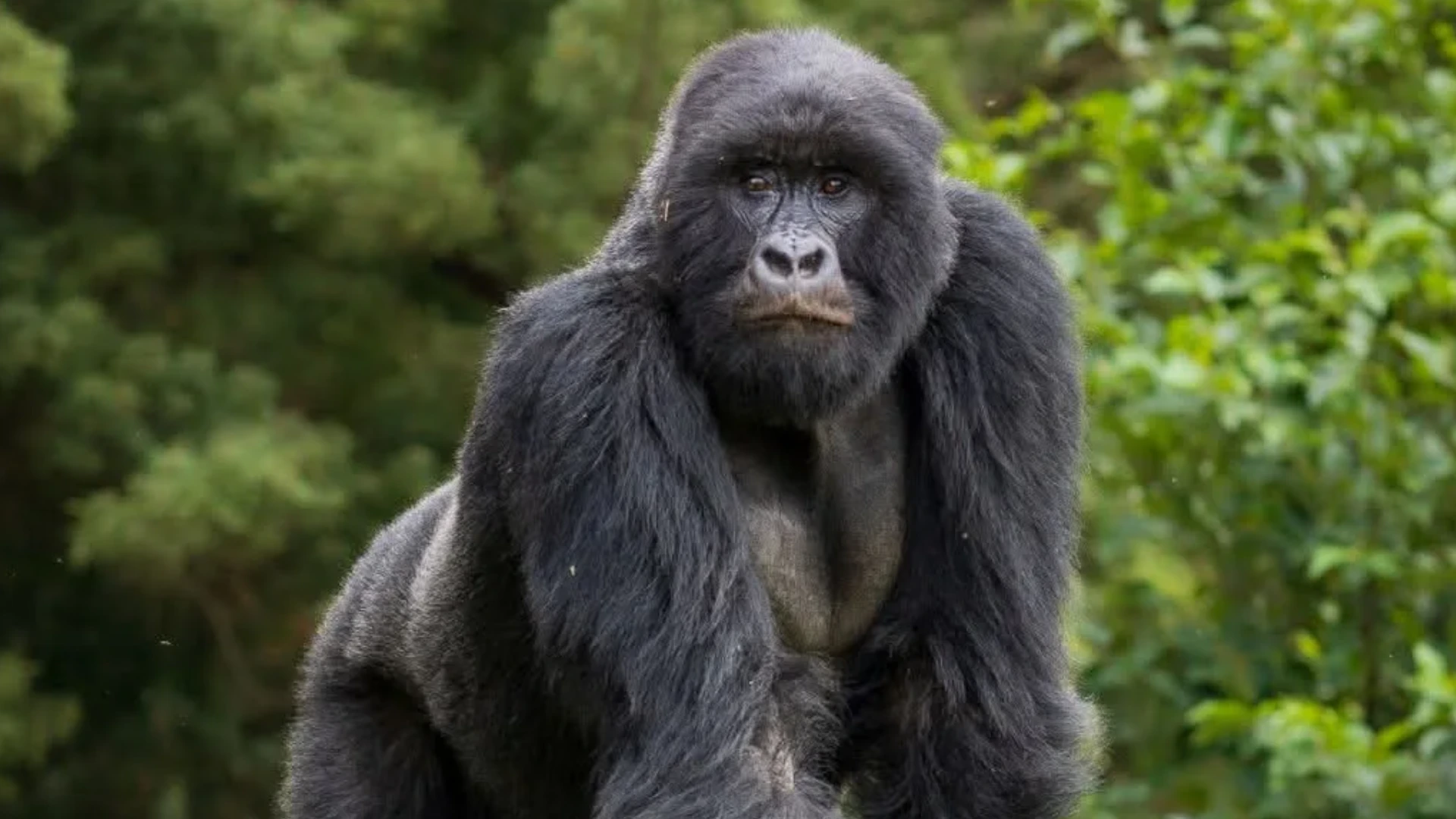 Luxury Safari From Rwanda to Kenya