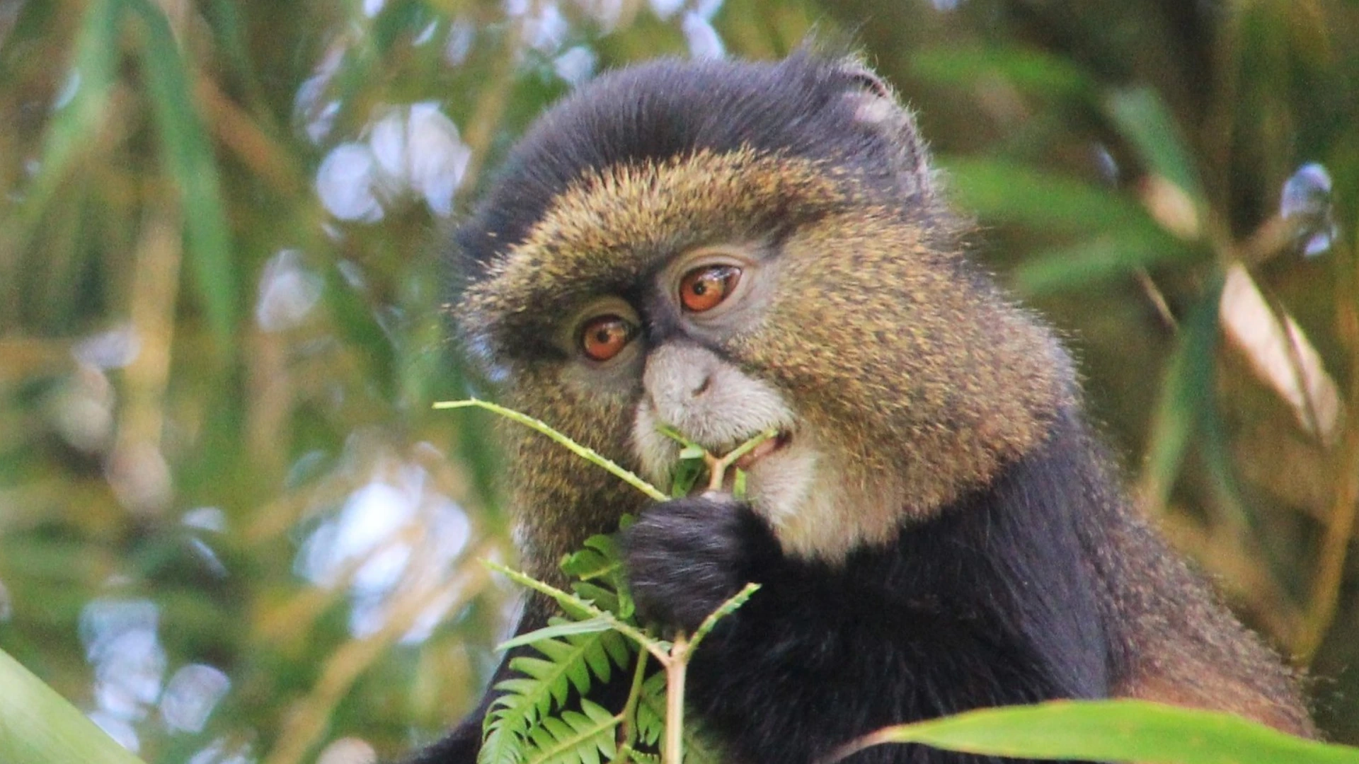 Golden Monkey Trekking