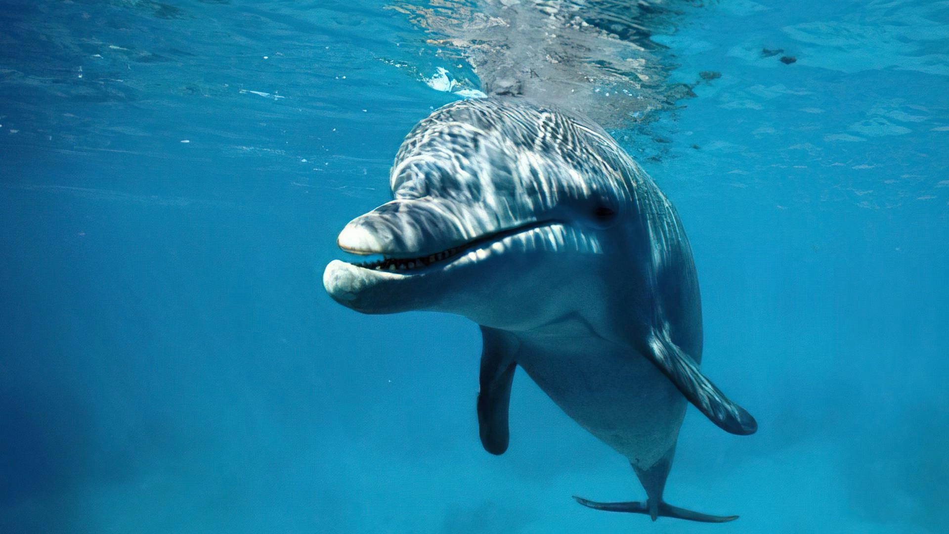 Kizimkazi Dolphin Tour