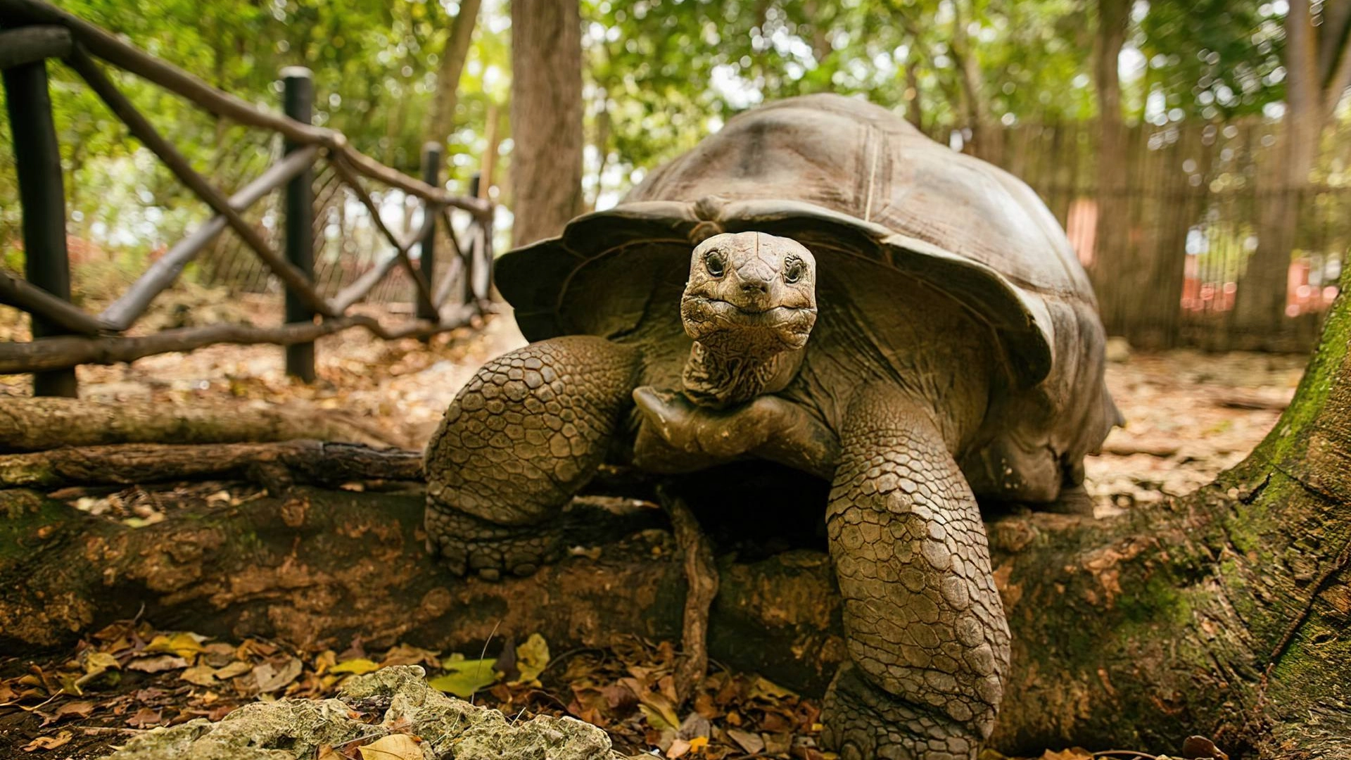 6 Days Zanzibar Luxury Escape Prison Island