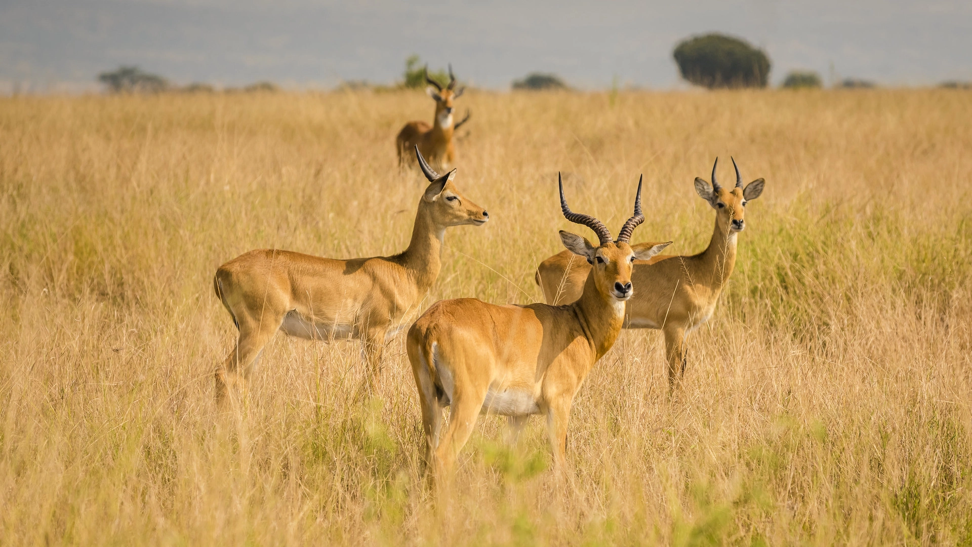 Classic Uganda Highlights