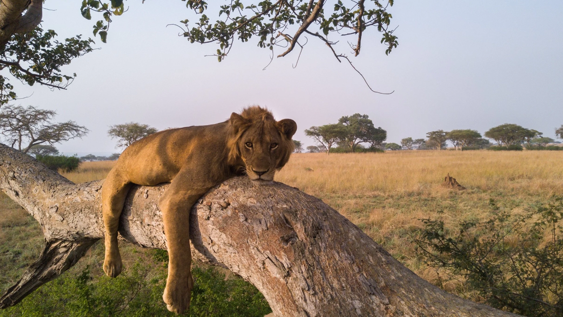 Queen Elizabeth Tree climbing Lion