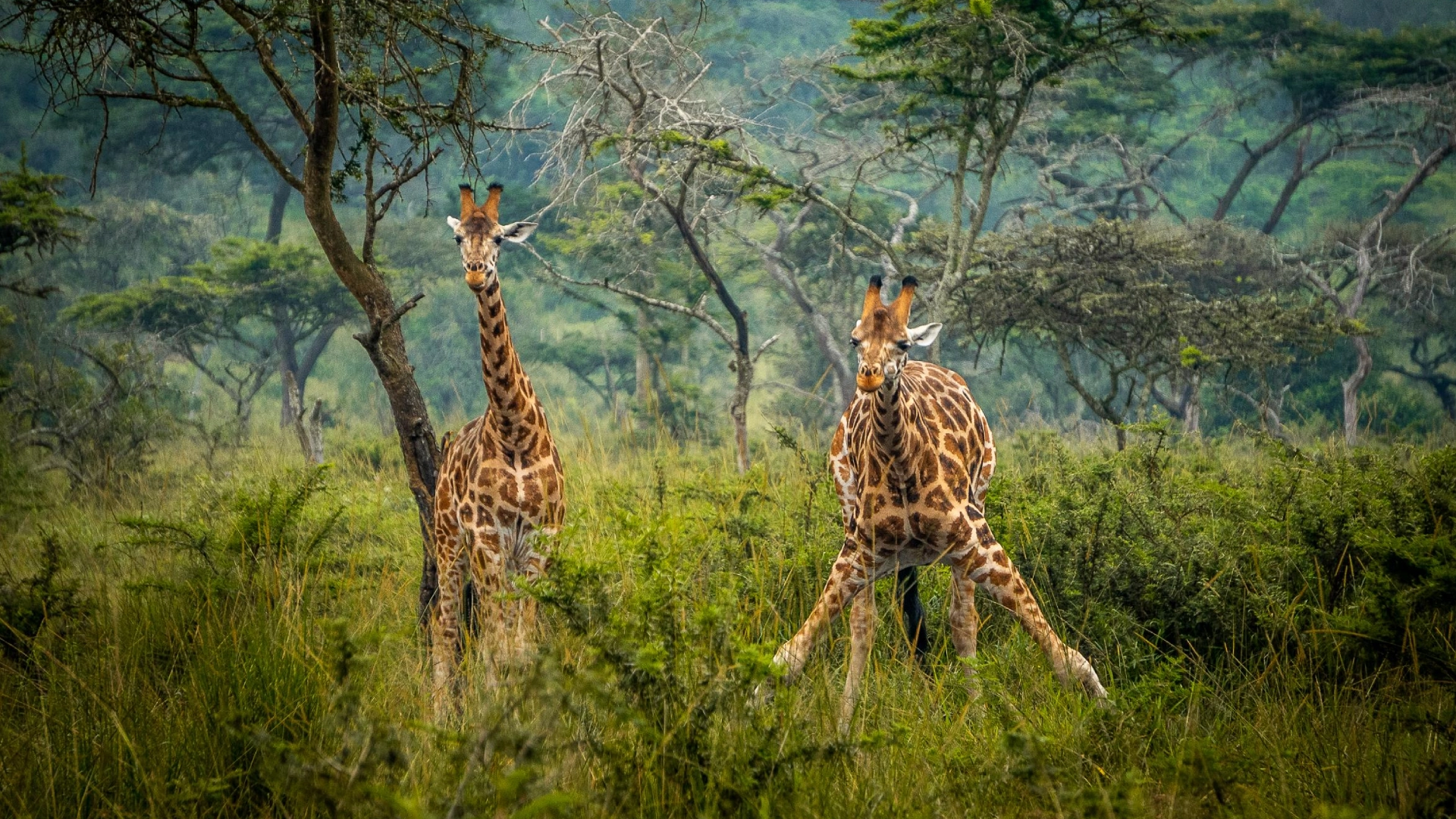 Lake Mbru National Park Wildlife