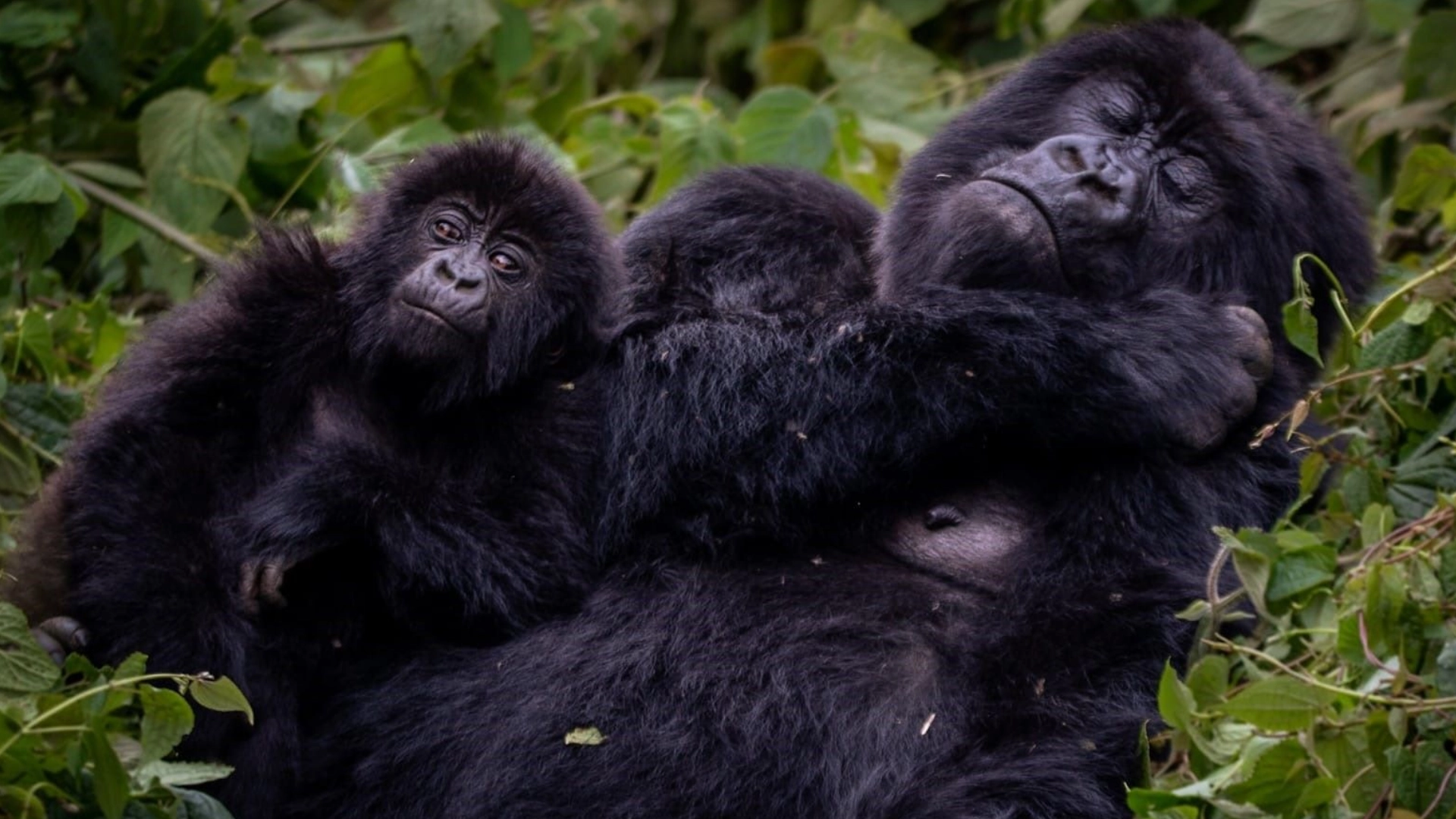 Uganda Water & Wildlife Adventure