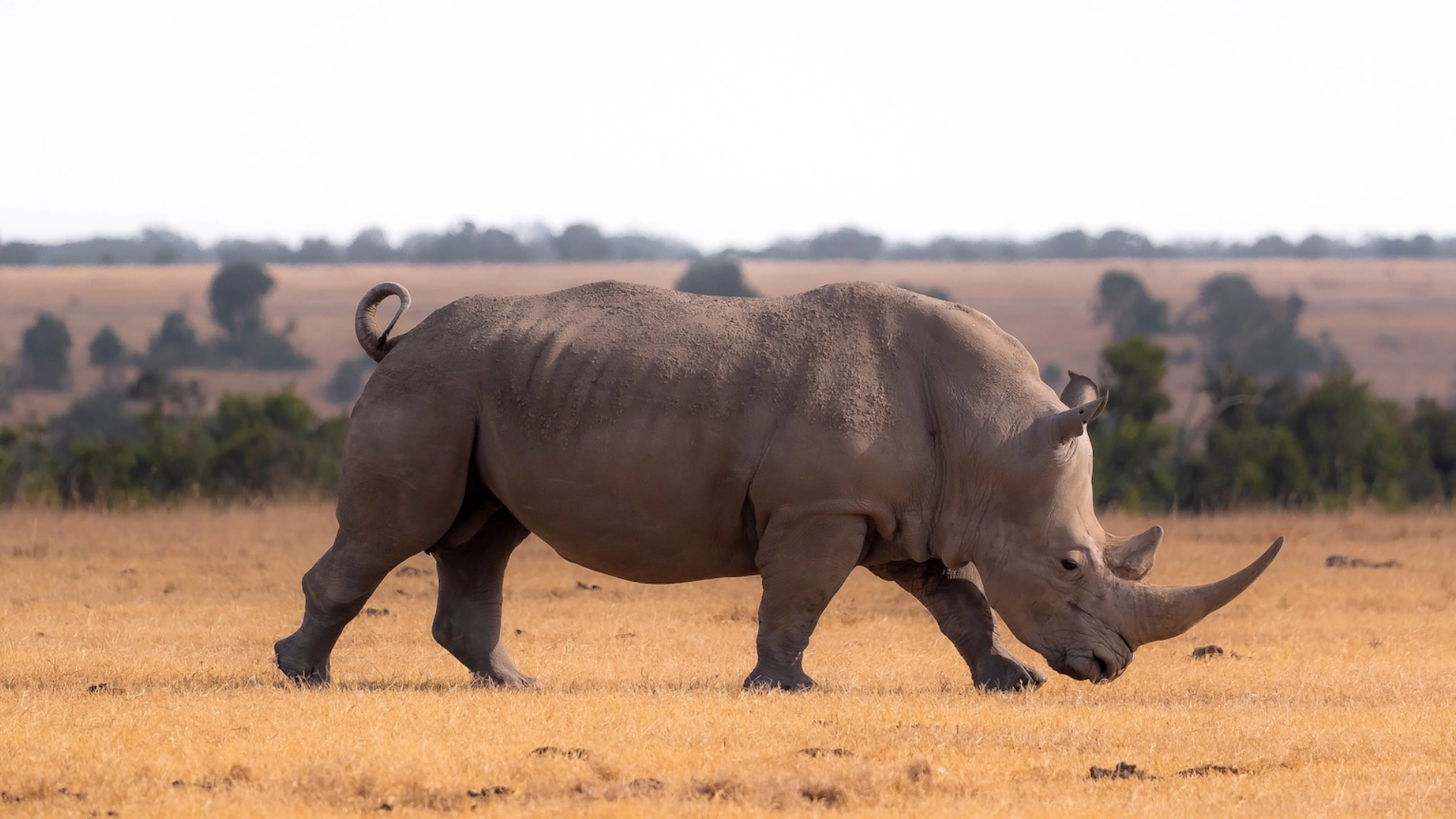 Nairobi National Park Wildlife