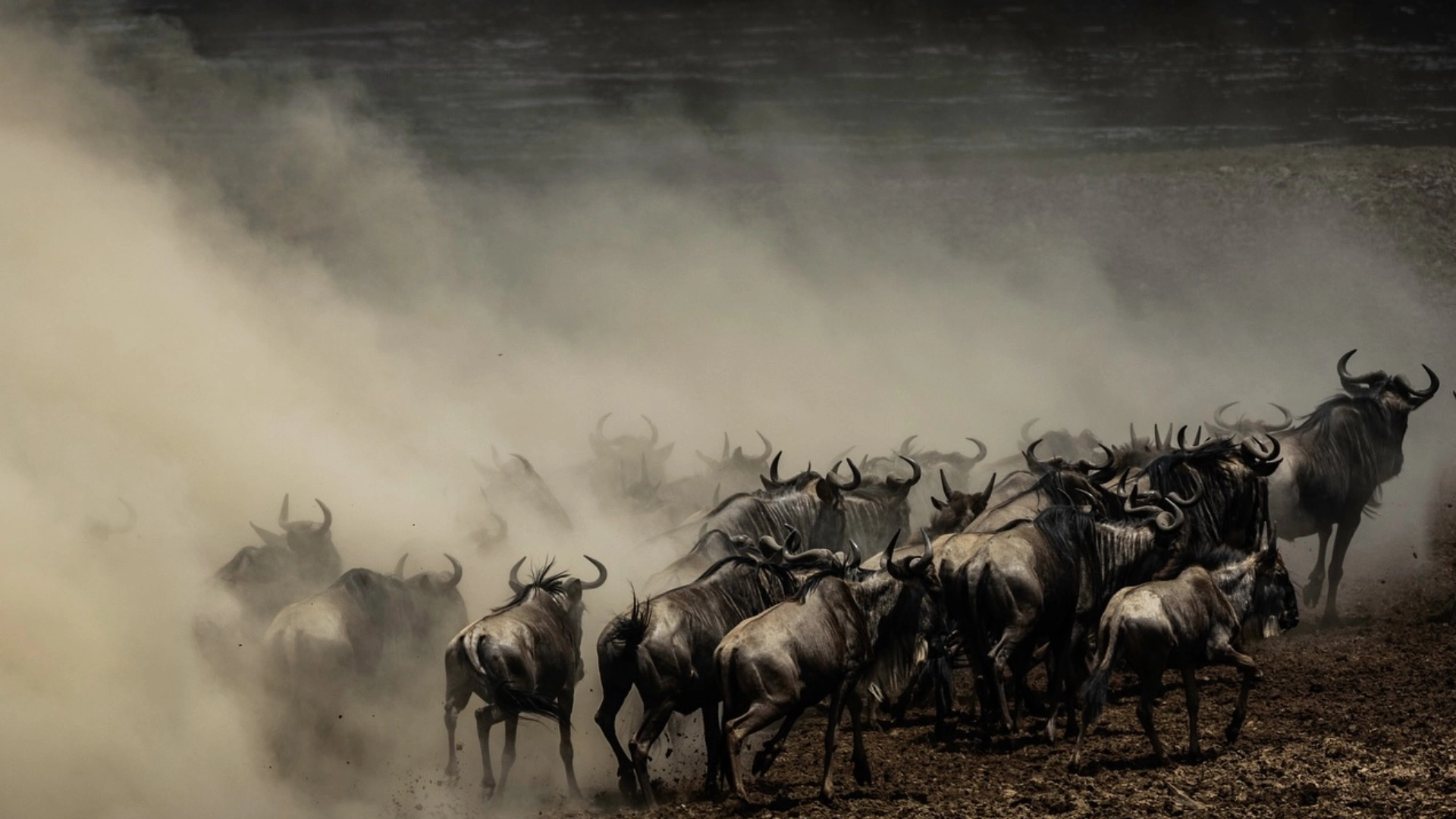 Wildebeest Migration Safari