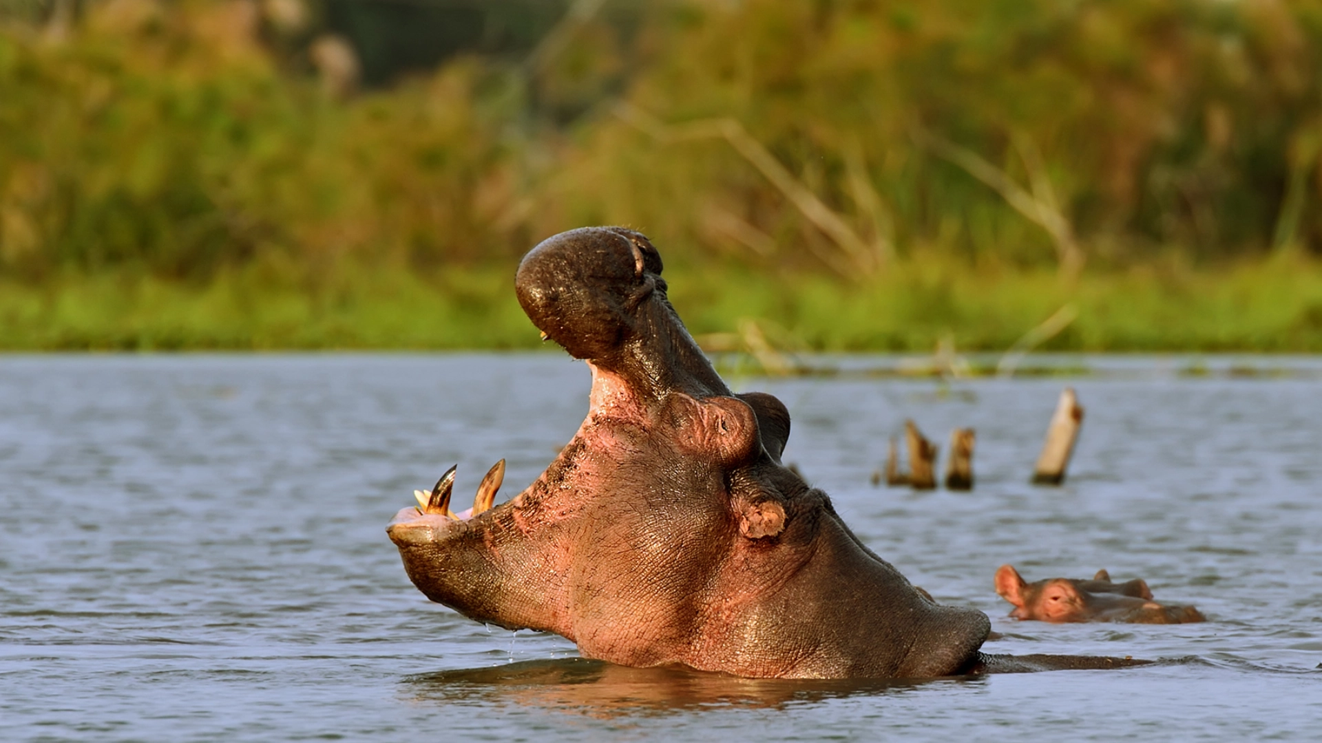 Lake Naivasha Wildlife