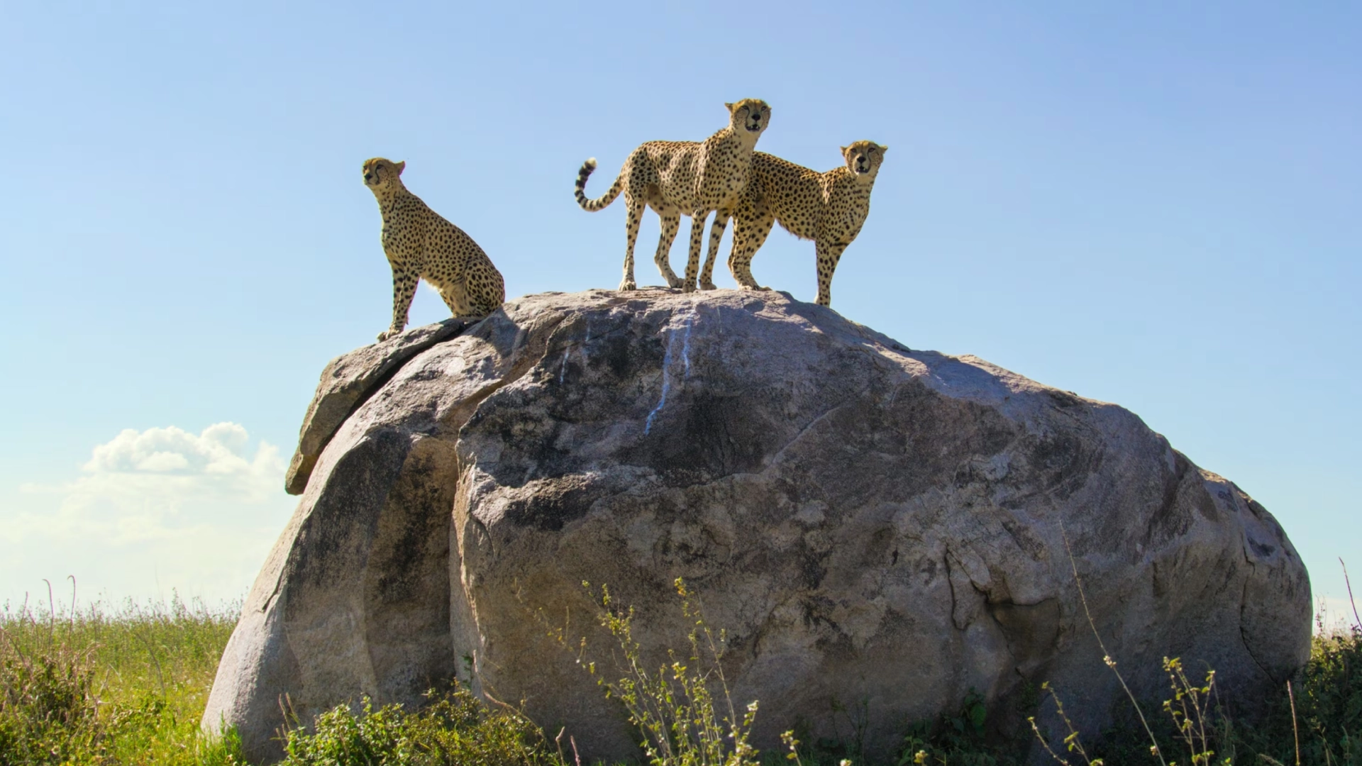 Great Migration Adventure