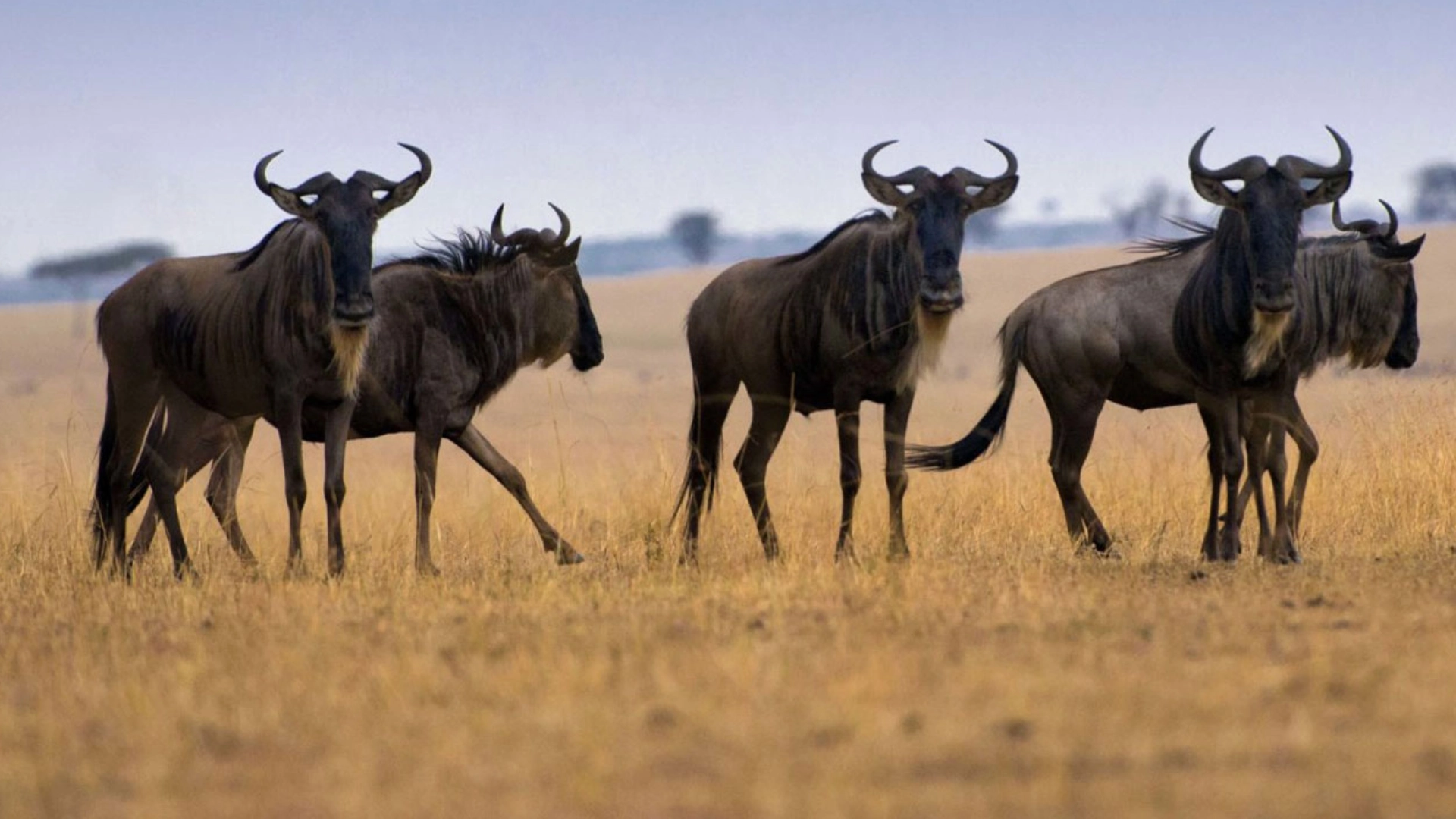 8 Days Great Migration Adventure