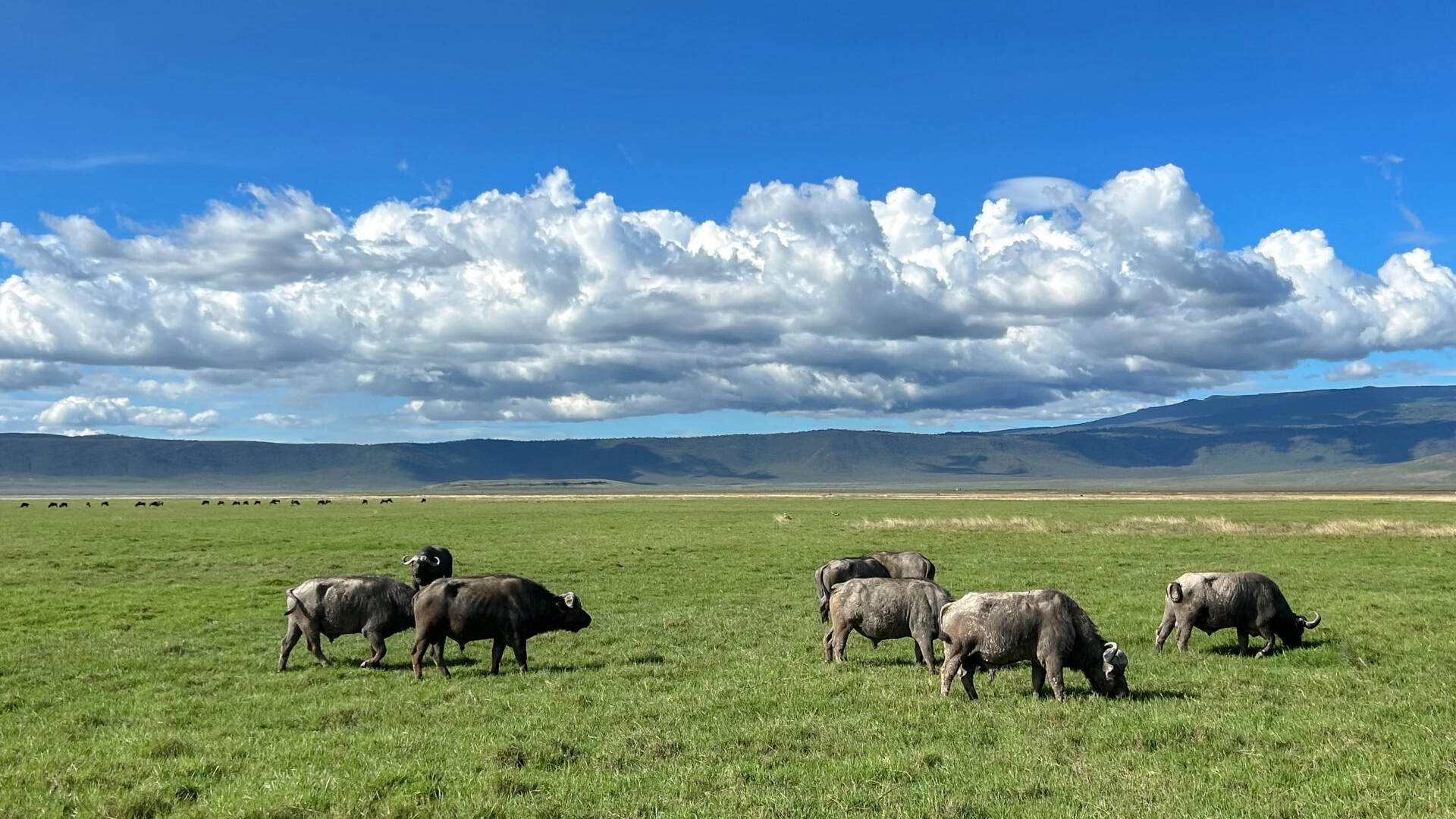 Ngorongoro Crater Wildlife