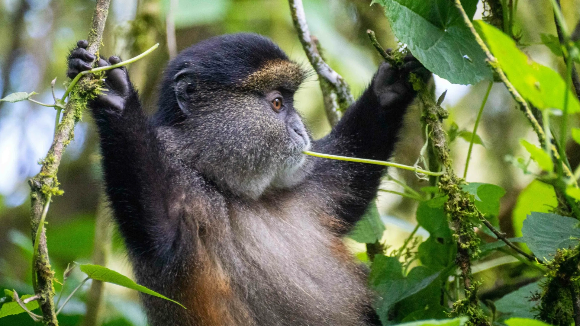 Primate Luxury Expedition