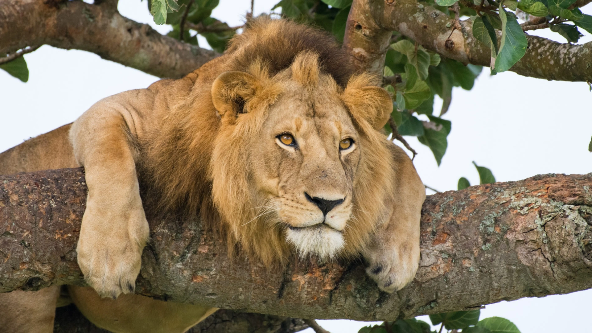 Queen Elizabeth Attraction