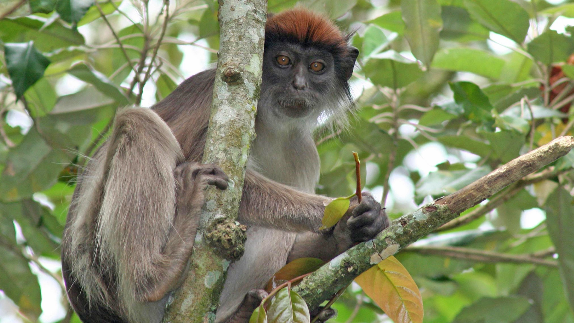 Uganda Primate