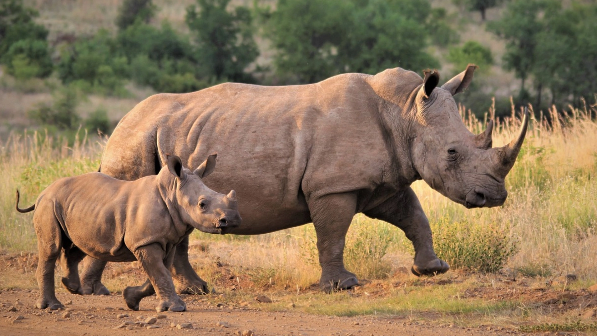 White Rhino in Samburu