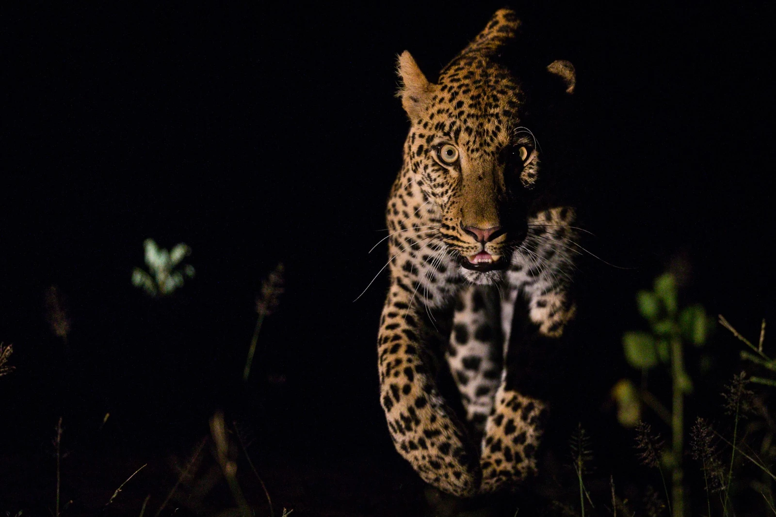 Night Wildlife Watching