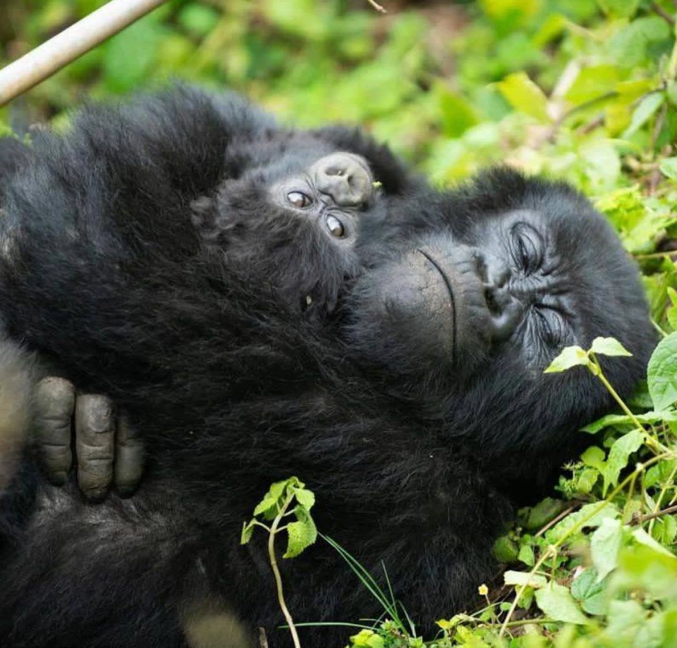 Active Without Chaos