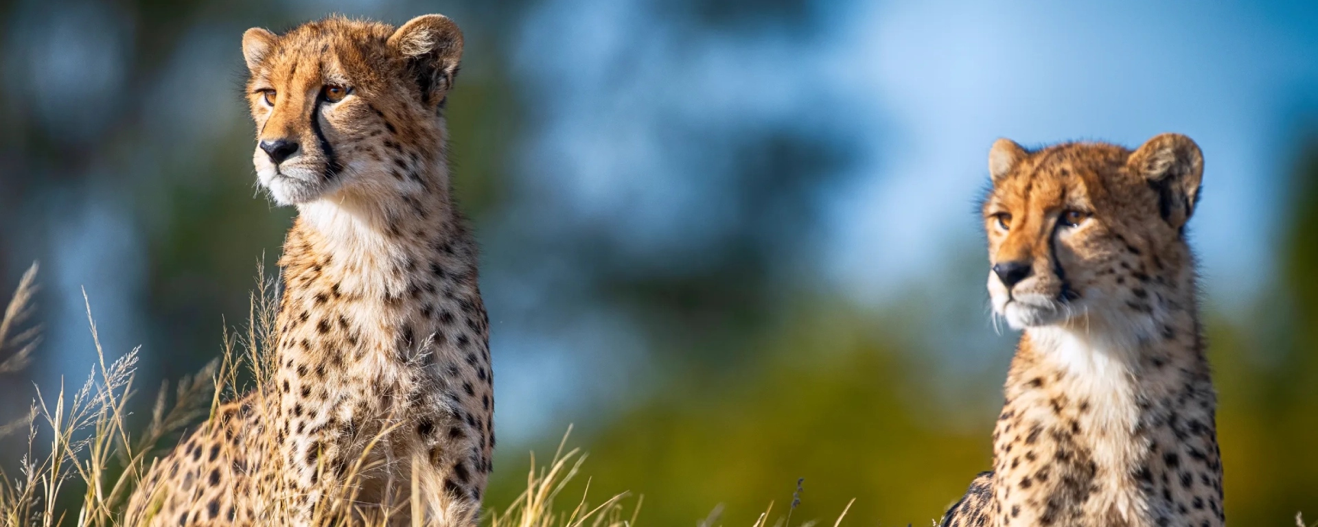 African Destinations