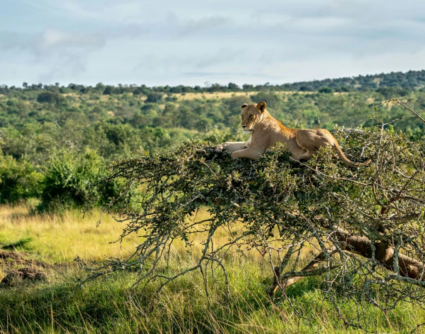 Akagera National Park Wildlife
