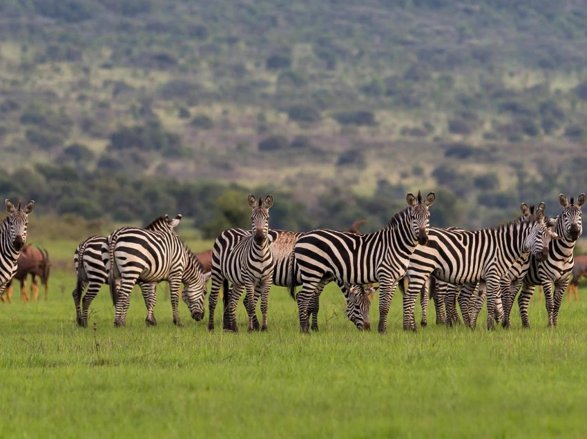 Akagera National Park Wildlife