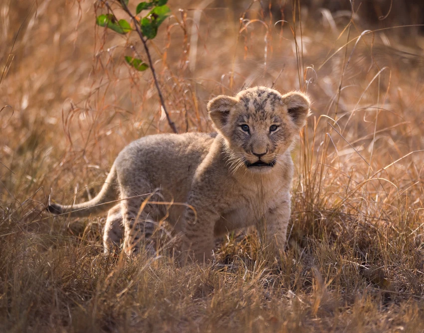 Akagera National Park Wildlife