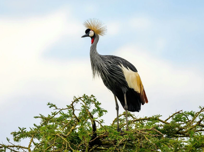 Akagera National Park Wildlife