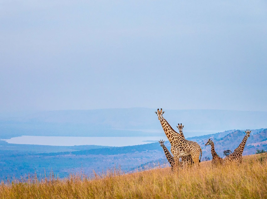 Akagera National Park Wildlife