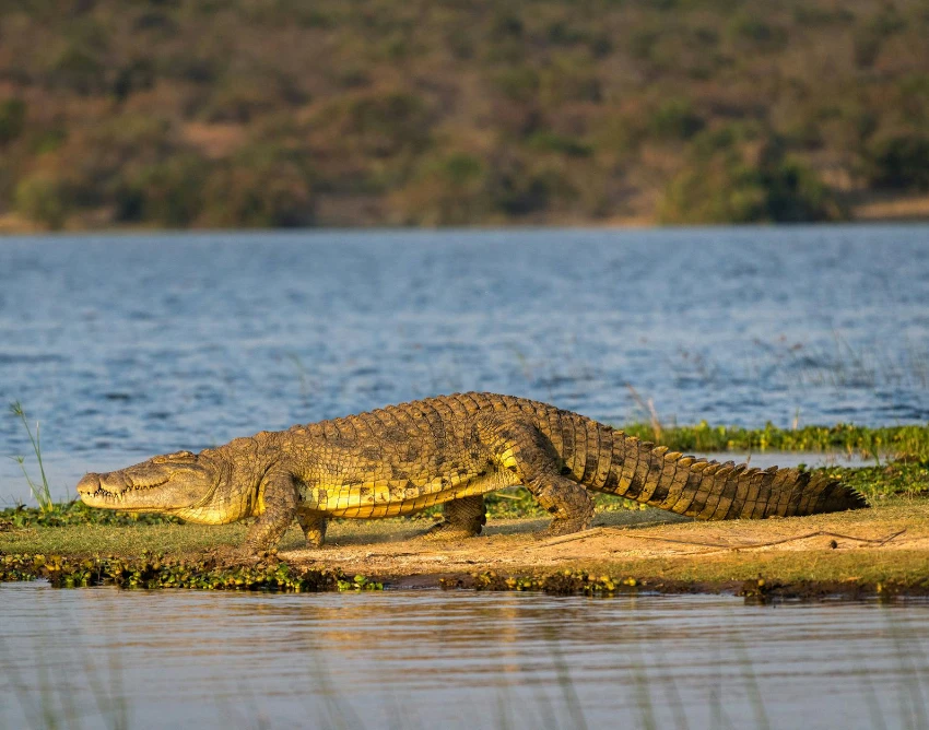 Akagera National Park Wildlife
