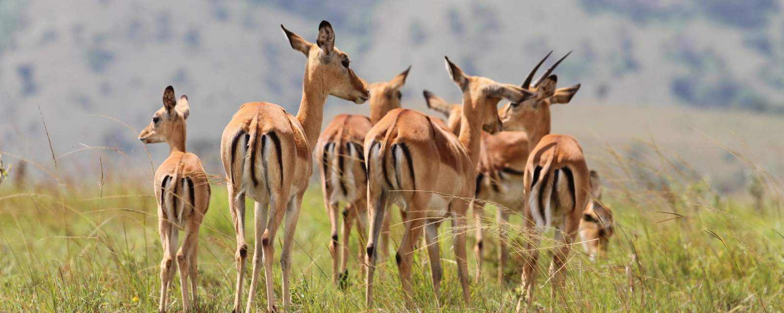 Akagera National Park