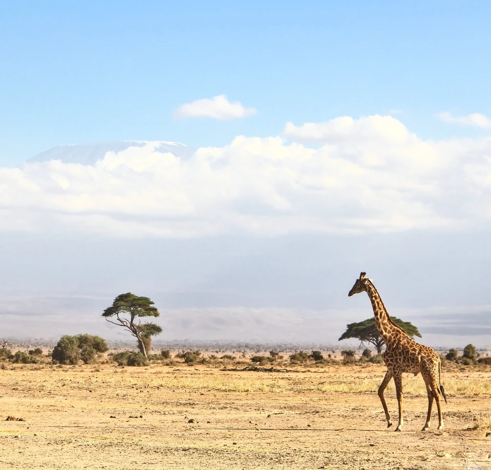 Amboseli Plains 