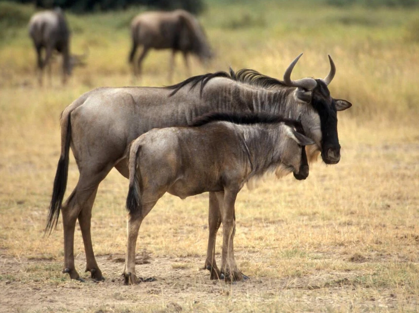 Amboseli Attractions