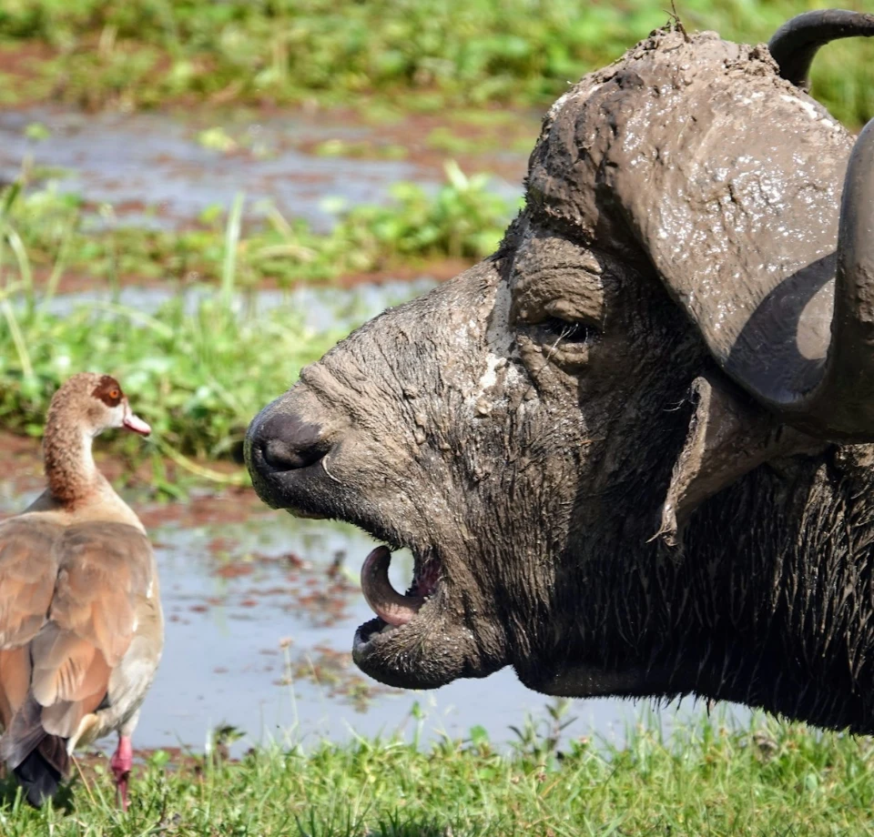 Amboseli Wildlife