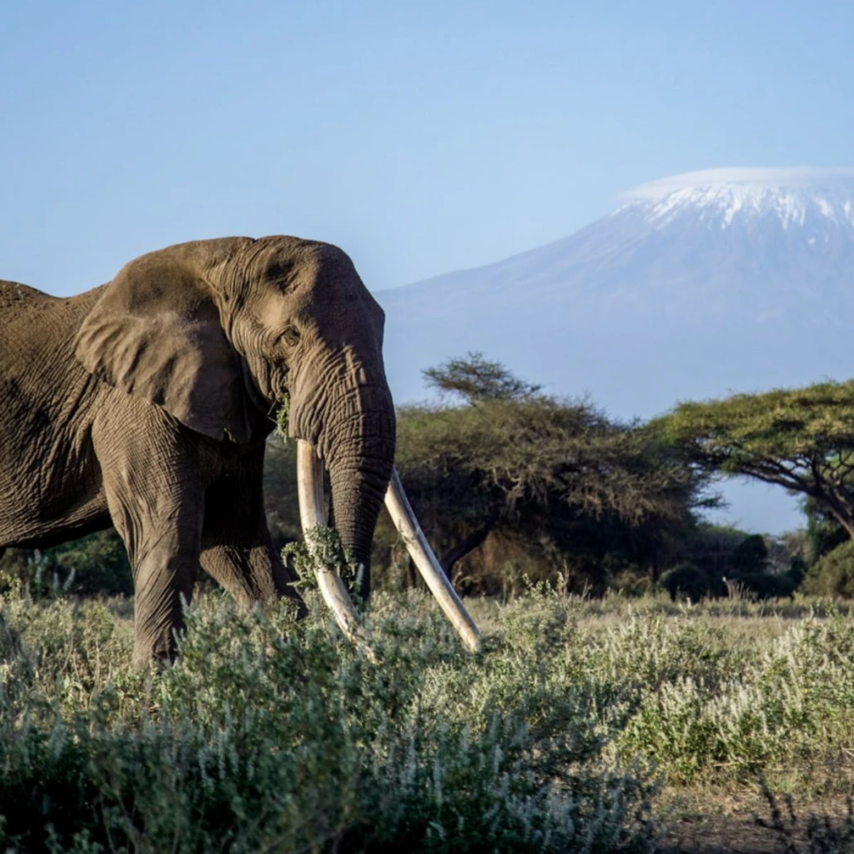 Amboseli